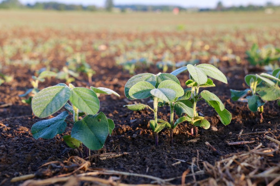 Fresh, organic, and local produce used in every meal.